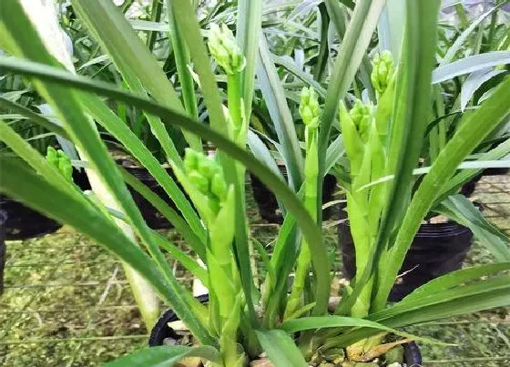 植物常识问题|如何判断兰花植料保湿情况