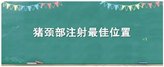 猪颈部注射最佳位置 | 科普知识