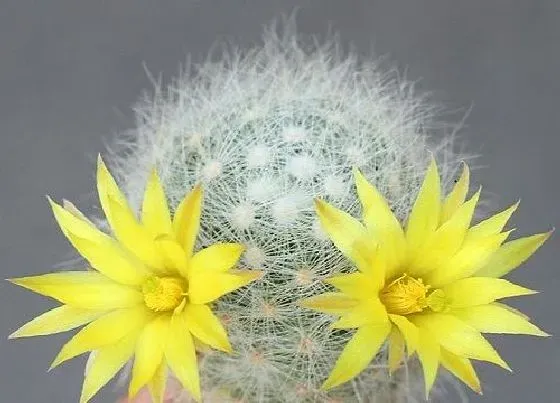 植物常识问题|仙人球有哪些养护窍门可以花开色艳