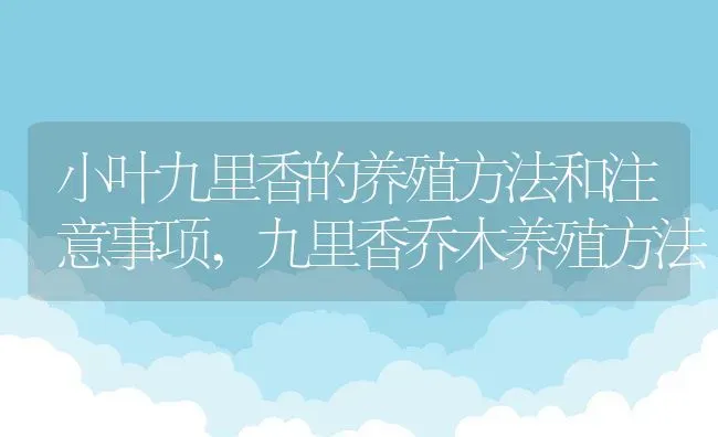 小叶九里香的养殖方法和注意事项,九里香乔木养殖方法 | 养殖常见问题