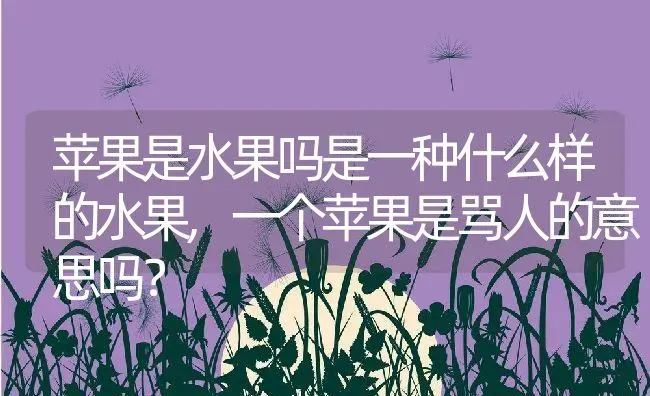 苹果是水果吗是一种什么样的水果,一个苹果是骂人的意思吗？ | 养殖常见问题