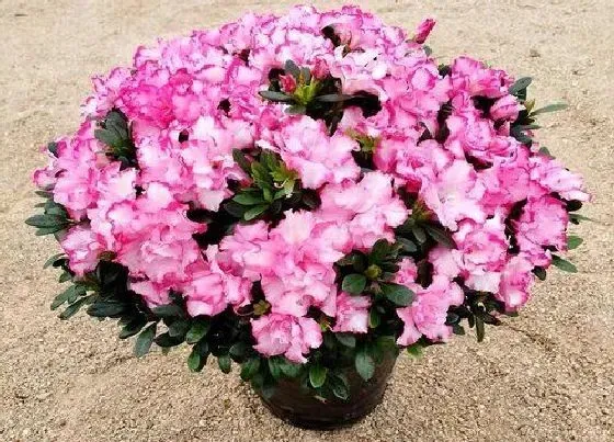 植物常识问题|杜鹃花在北方如何更好的养护