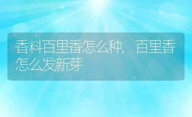 香料百里香怎么种,百里香怎么发新芽 | 养殖常见问题