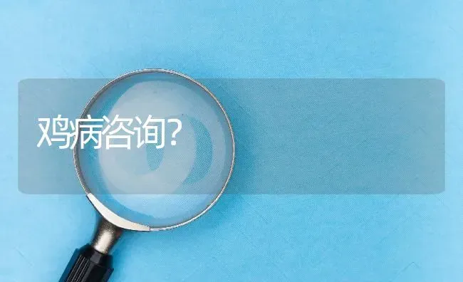 鸡病咨询? | 养殖问题解答