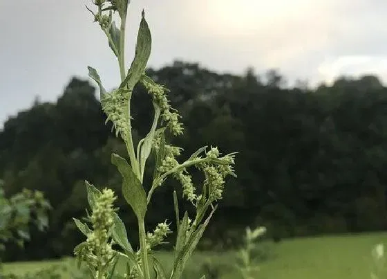 植物常识问题|美国大杏仁和巴旦木的区别