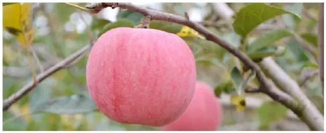 苹果树几年可以挂果 | 农业常识