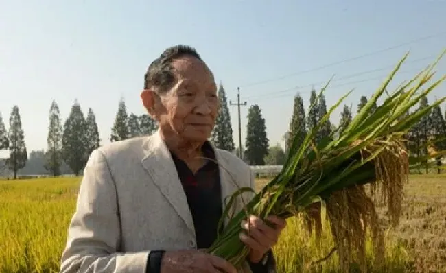 植物常识问题|袁隆平差点进入游泳国家队 致敬一代楷模