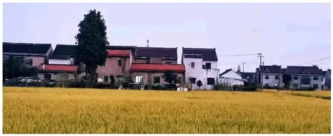 水稻什么时候施孕穗肥 | 三农答疑