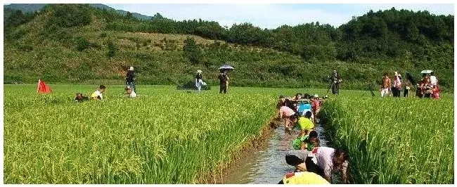 稻田养鱼一亩多少斤 | 科普知识