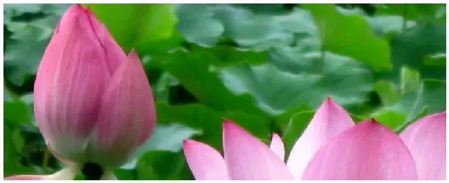 荷花冬天放在室内能开花吗？荷花冬天放室内会开么 | 农业答疑