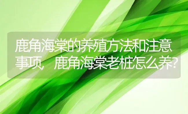 鹿角海棠的养殖方法和注意事项,鹿角海棠老桩怎么养？ | 养殖常见问题