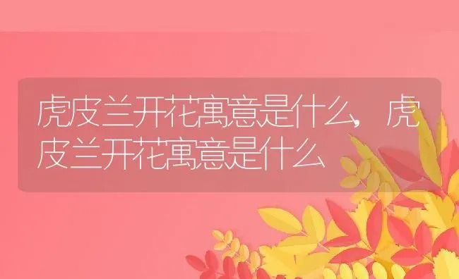 虎皮兰开花寓意是什么,虎皮兰开花寓意是什么 | 养殖常见问题