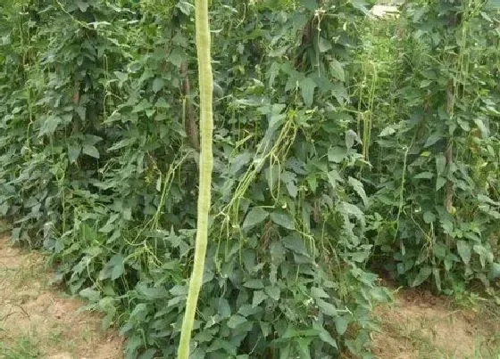 植物常识问题|豆角品种图片及名称大全 现在种豆角哪个品种好