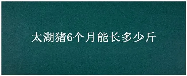 太湖猪6个月能长多少斤 | 农业常识