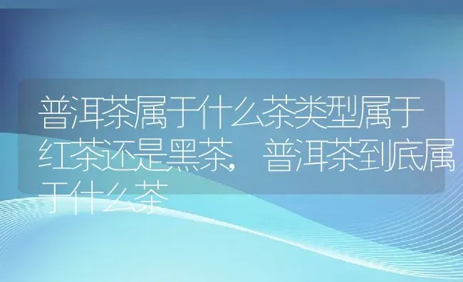 普洱茶属于什么茶类型属于红茶还是黑茶,普洱茶到底属于什么茶 | 养殖常见问题