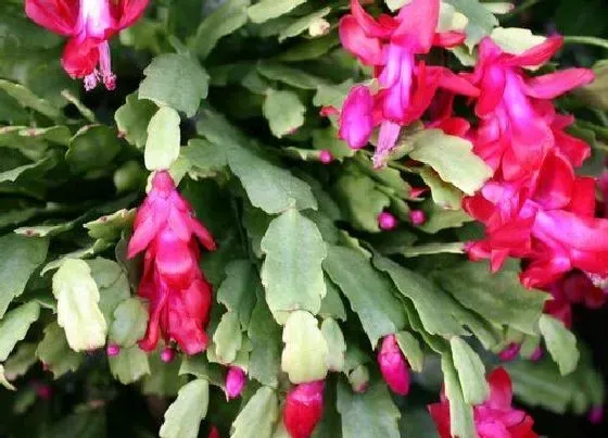 植物常识问题|蟹爪兰及时掰掉叶片是什么原因