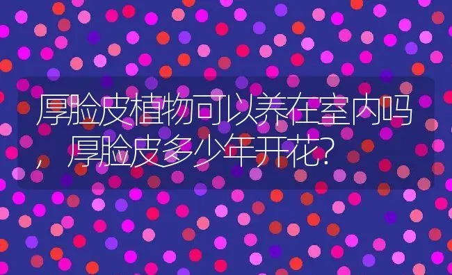 厚脸皮植物可以养在室内吗,厚脸皮多少年开花？ | 养殖常见问题