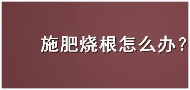 施肥烧根怎么办 | 三农答疑