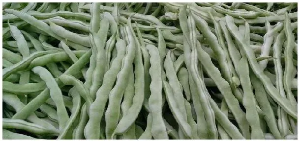 芸豆是什么豆 | 三农问答