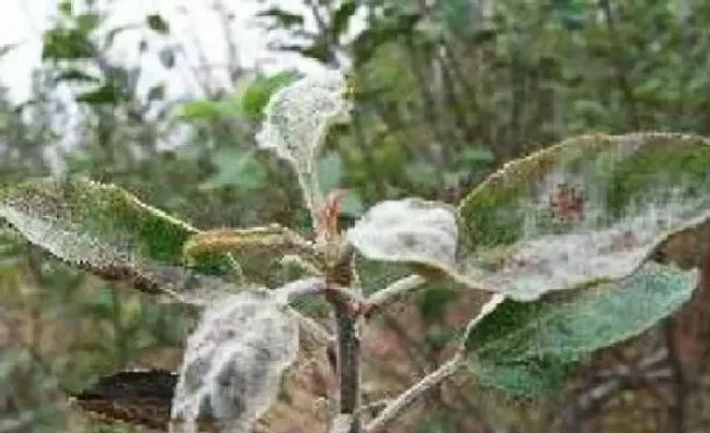 植物常识问题|新栽苹果树长虫子就像白色蜘蛛网一样（是什么病，怎么治）