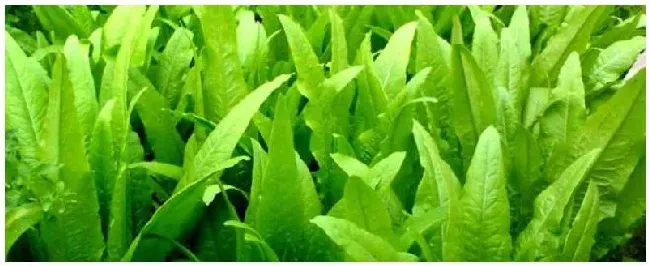 油麦菜种子怎么种油麦菜种子不催芽可以播种吗 | 生活常识