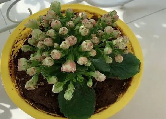 植物常识问题|长寿花为什么不开花光长叶  长寿花徒长不开花怎么办