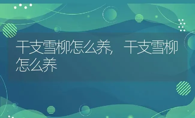 干支雪柳怎么养,干支雪柳怎么养 | 养殖常见问题