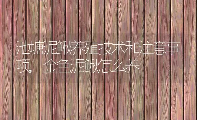 池塘泥鳅养殖技术和注意事项,金色泥鳅怎么养 | 养殖常见问题