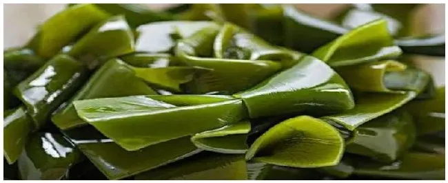 海带是什么植物类别 | 农业答疑