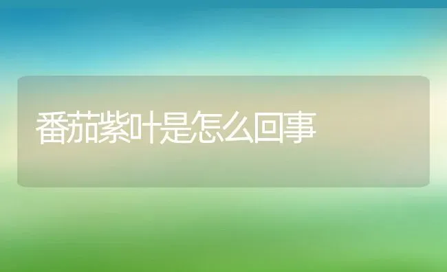 番茄紫叶是怎么回事 | 养殖常见问题