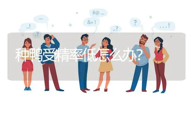 种鸭受精率低怎么办? | 养殖问题解答