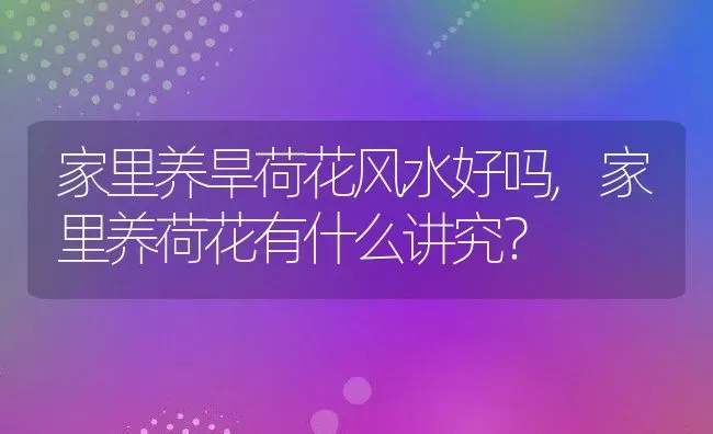 家里养旱荷花风水好吗,家里养荷花有什么讲究？ | 养殖常见问题