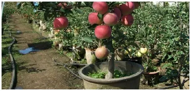 苹果树盆栽怎么养 | 农业常识