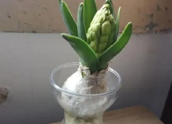 植物常识问题|风信子是如何进行水培的