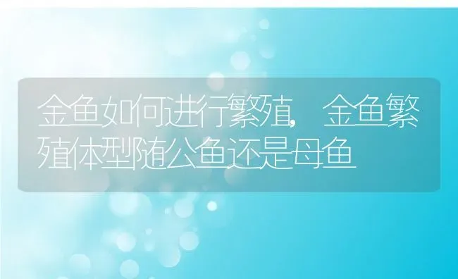 金鱼如何进行繁殖,金鱼繁殖体型随公鱼还是母鱼 | 养殖常见问题