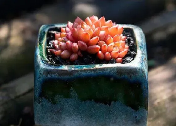 植物常识问题|十大招财多肉植物图片 聚财又好养的多肉植物品种