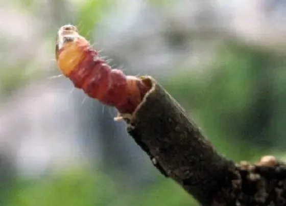 植物常识问题|教你如何自制除虫水