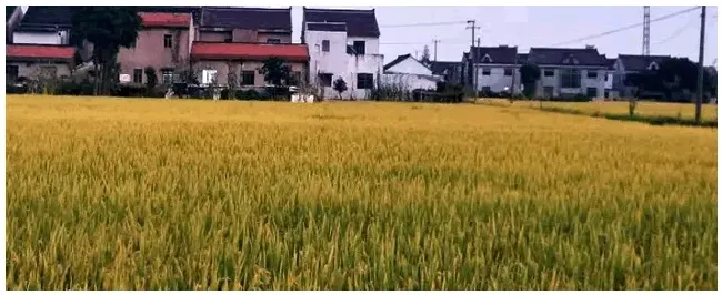 水稻什么时候施孕穗肥 | 三农答疑