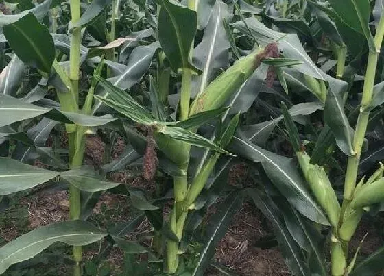 植物常识问题|玉米从根部长茬是什么原因（根部又长出的小苗需要拔出吗）