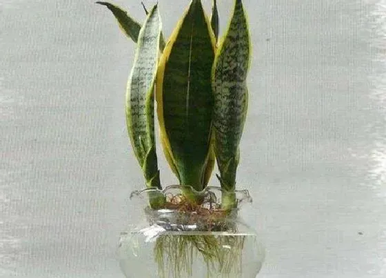 植物常识问题|虎皮兰叶子枯萎如何拯救