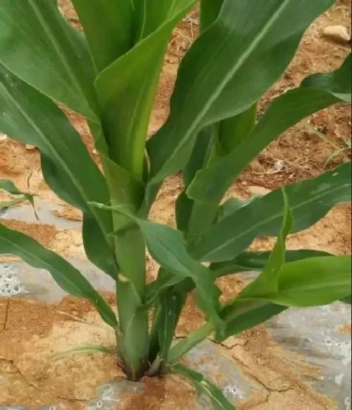 植物常识问题|玉米从根部长茬是什么原因（根部又长出的小苗需要拔出吗）