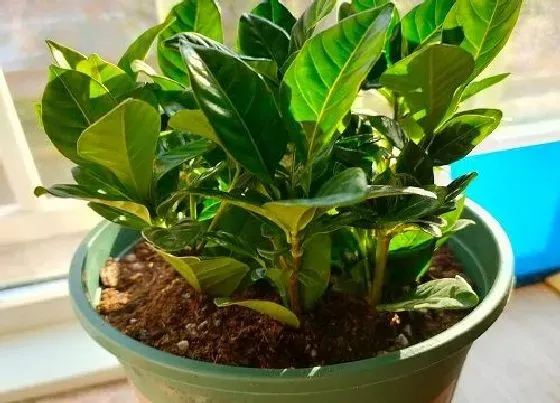 植物常识问题|栀子花如何扦插长根冒芽快