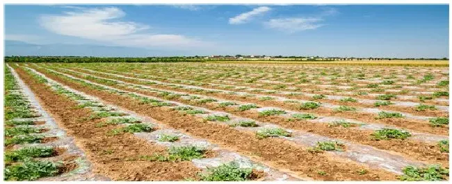 打了草甘膦多久能种地 | 科普知识