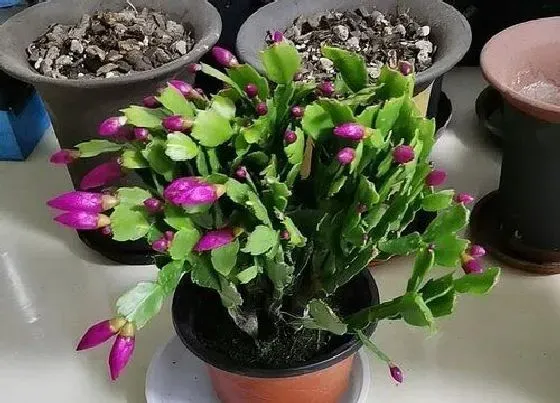 植物常识问题|蟹爪兰怎么管理叶片肥厚更强壮