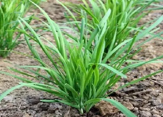 植物常识问题|韭菜封冻水什么时候浇合适（韭菜上冻前灌水吗）