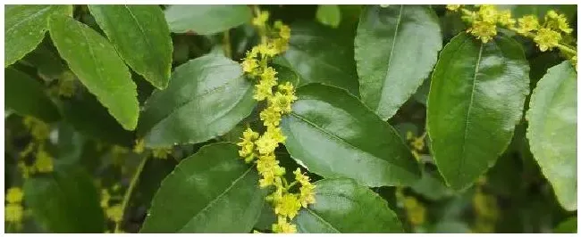 枣树花期喷什么农药 | 农业问题