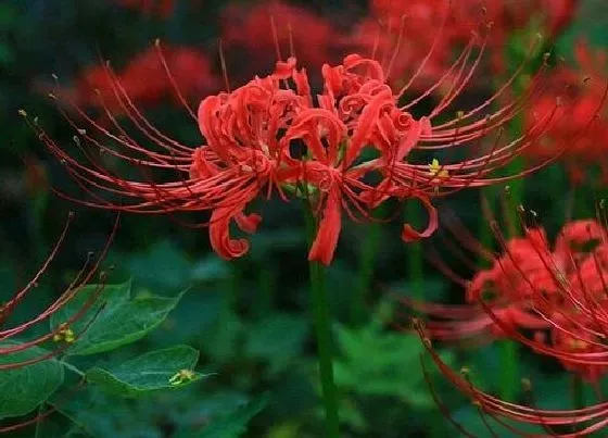 植物常识问题|家门口长了彼岸花好不好 彼岸花栽在自家门口吉利吗