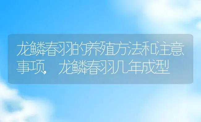 龙鳞春羽的养殖方法和注意事项,龙鳞春羽几年成型 | 养殖常见问题