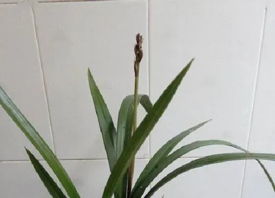 植物常识问题|兰花施肥有哪些施肥方法