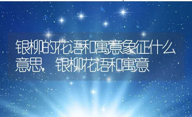 银柳的花语和寓意象征什么意思,银柳花语和寓意 | 养殖常见问题